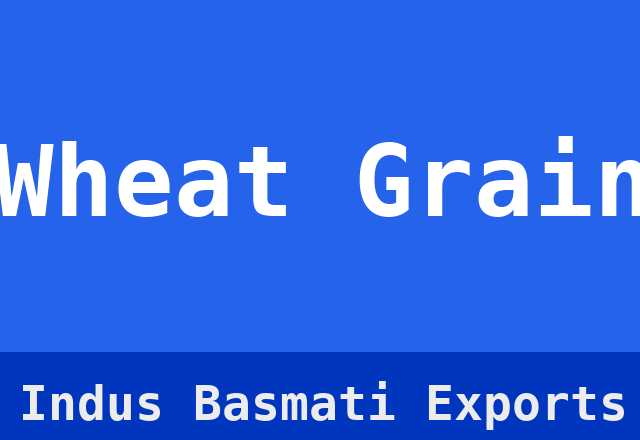 Wheat Grain